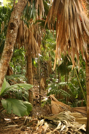 Vallee De Mai 1.jpg