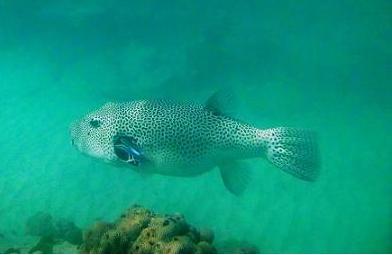 Riesenkugelfisch (ca. 1m)