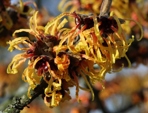 Blüte im Grugapark in Essen